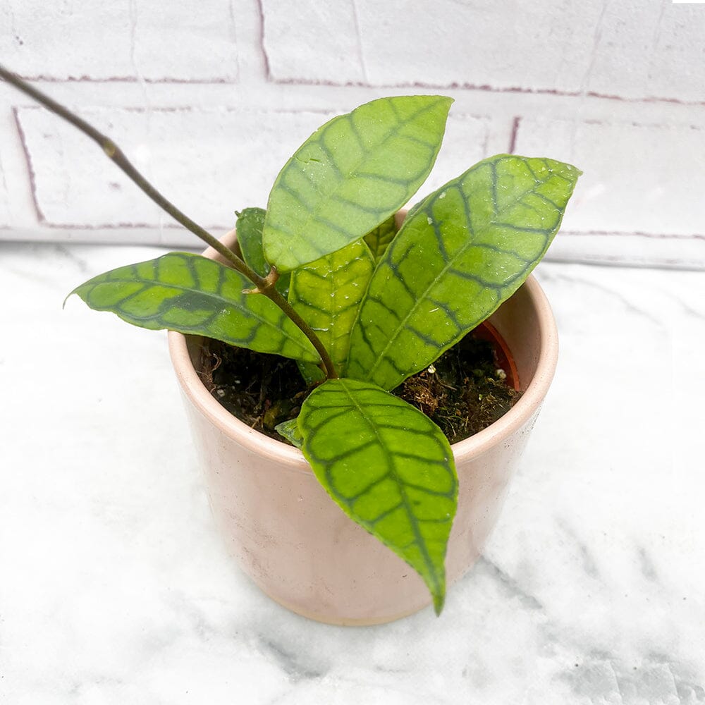15 - 25cm Hoya Callistophylla Wax House Plant in 12cm Pot