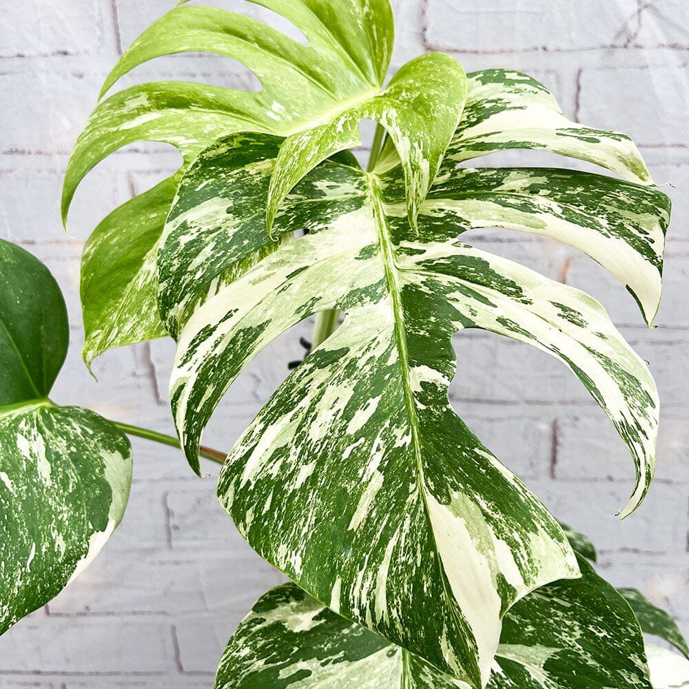 40 - 50cm Monstera Variegata Albo Variegata Variegated Monstera Cheese Plant 17cm Pot House Plant