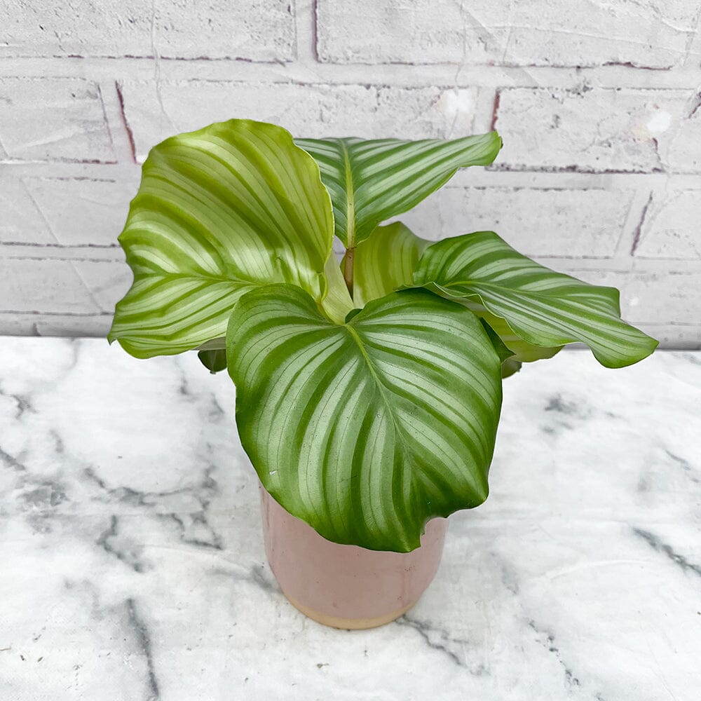 25  - 35cm Calathea Orbifolia Prayer Plant 12cm Pot House Plant