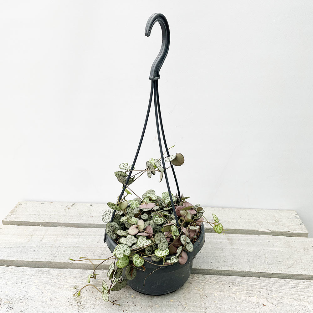 20 - 30cm String of Hearts Ceropegia Woodii in 14cm Hanging Pot