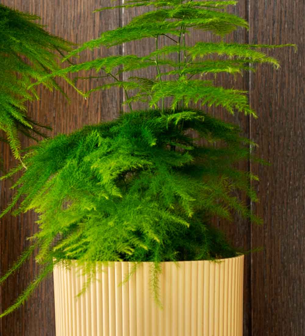 Asparagus Fern