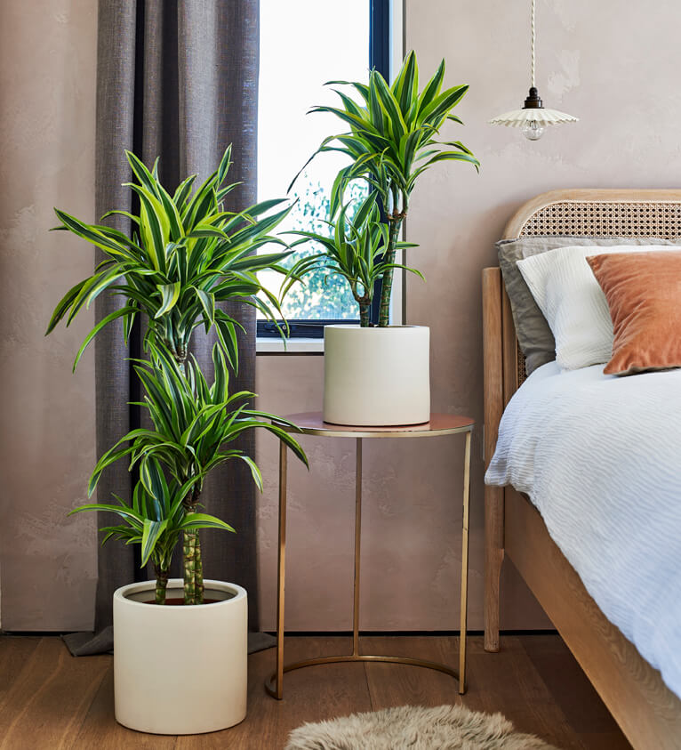 Tall Dracaena Lemon & Lime