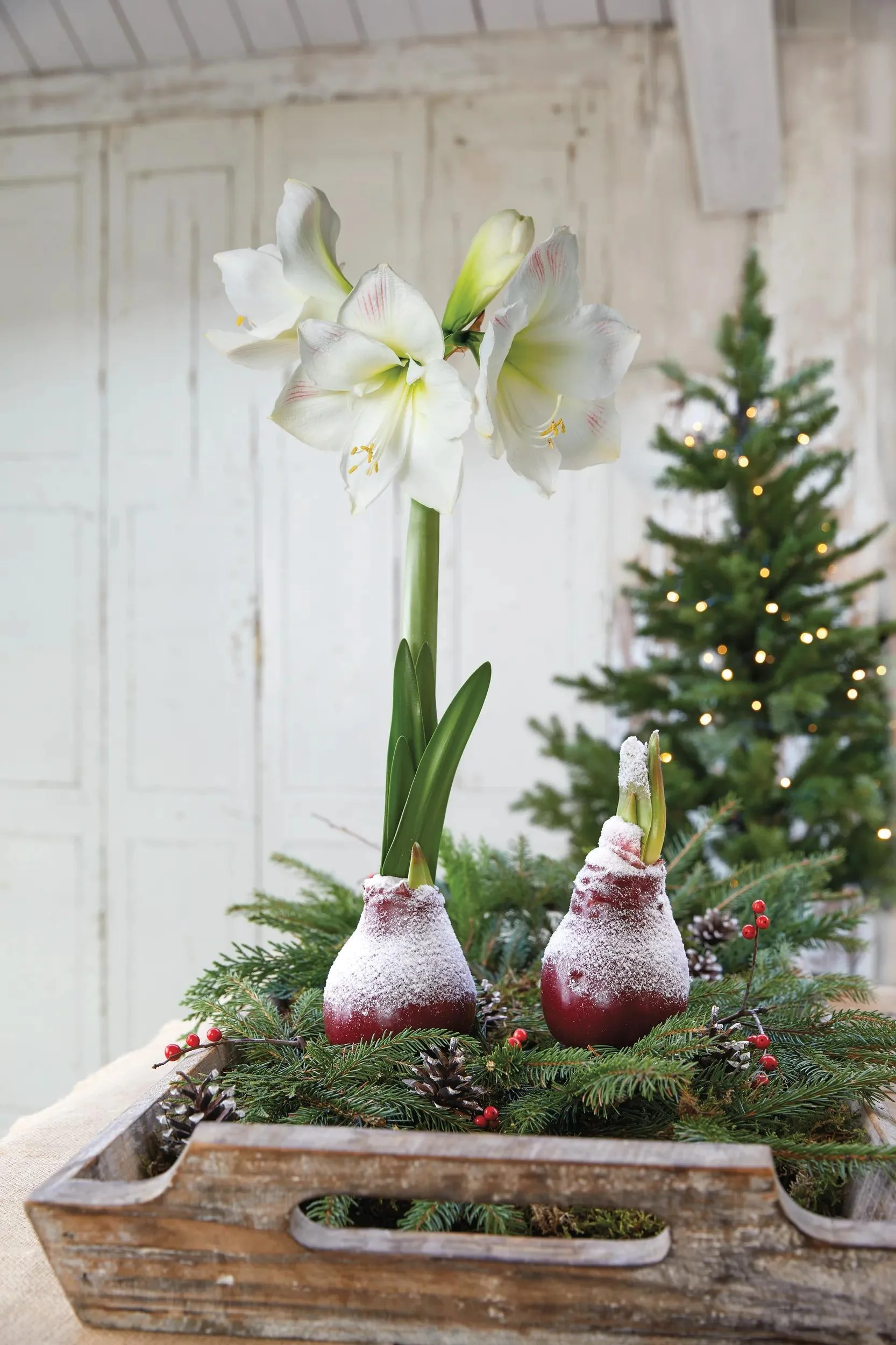 Snow Waxed Amaryllis