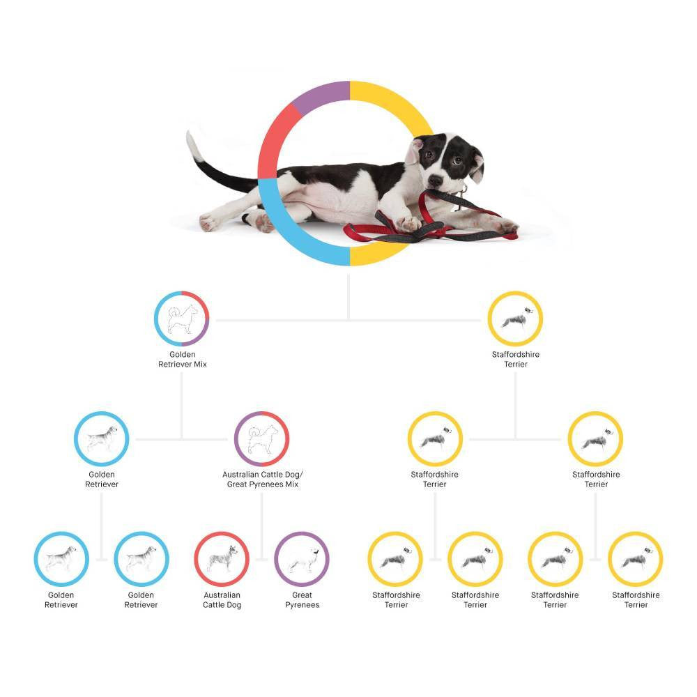 2025 Test Kit – Accurate Breed & Ancestry Identification, Includes Doggy Relative Finder